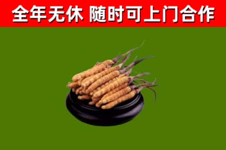 兰考回收散虫草