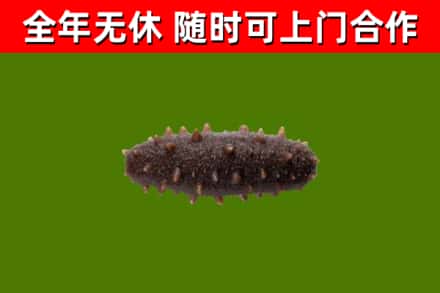 兰考回收海参干